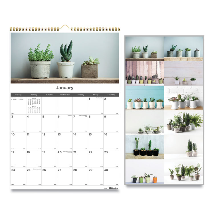 2025 Succulent Plants Wall Calendar, 12x17